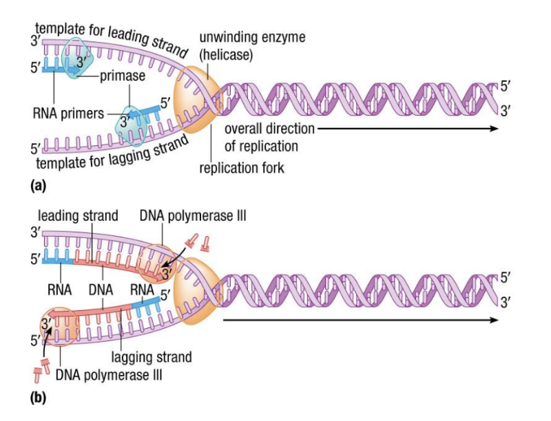 Leading and Lagging Strands 