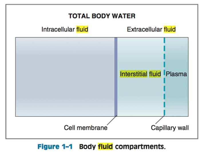 <p>fluid outside the body cells<br>includes plasm and interstitial fluid</p>