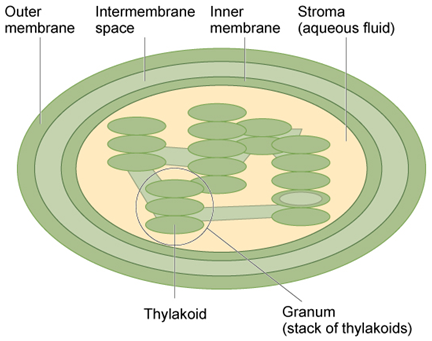 <p>Gel like material surrounding grana (like pathways) within a chloroplast, like the cytoplasm of the chloroplast. Light-independent reactions of photosynthesis occur there.</p>