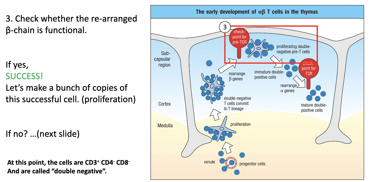 <p>The cell <strong>proliferates</strong>, expanding successful clones (still double negative).</p>