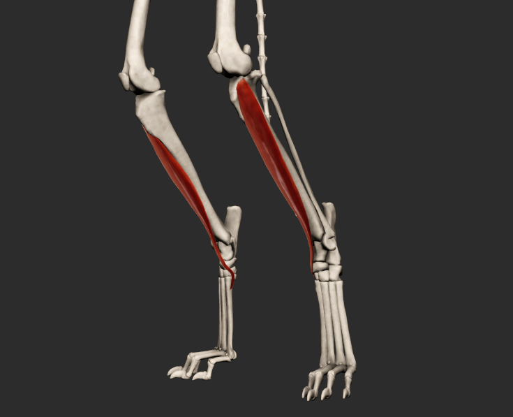<p>odstup: distálně od sulcus extensorius, na tibii</p><p>úpon: proximální konec os metatarsale II. a os tarsale II.</p><p>funkce: flexe v articulationes tarsi</p>