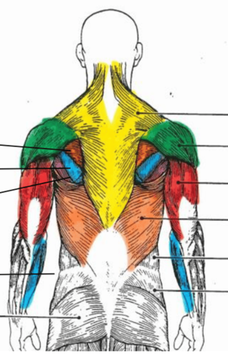 <p>orange muscle, lower back</p>
