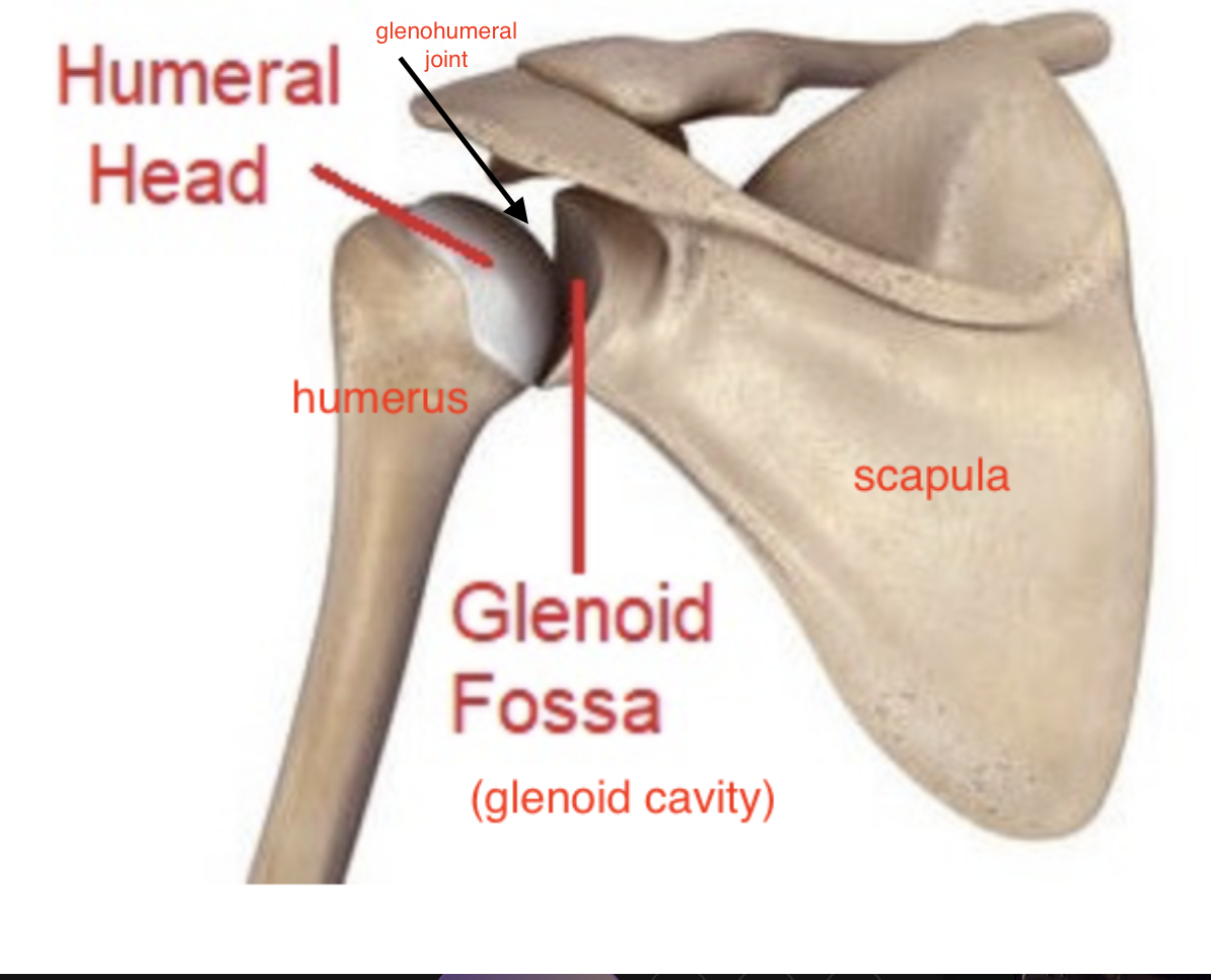 <p>articulates with glenoid cavity of the scapula to form the glenohumeral joint </p>