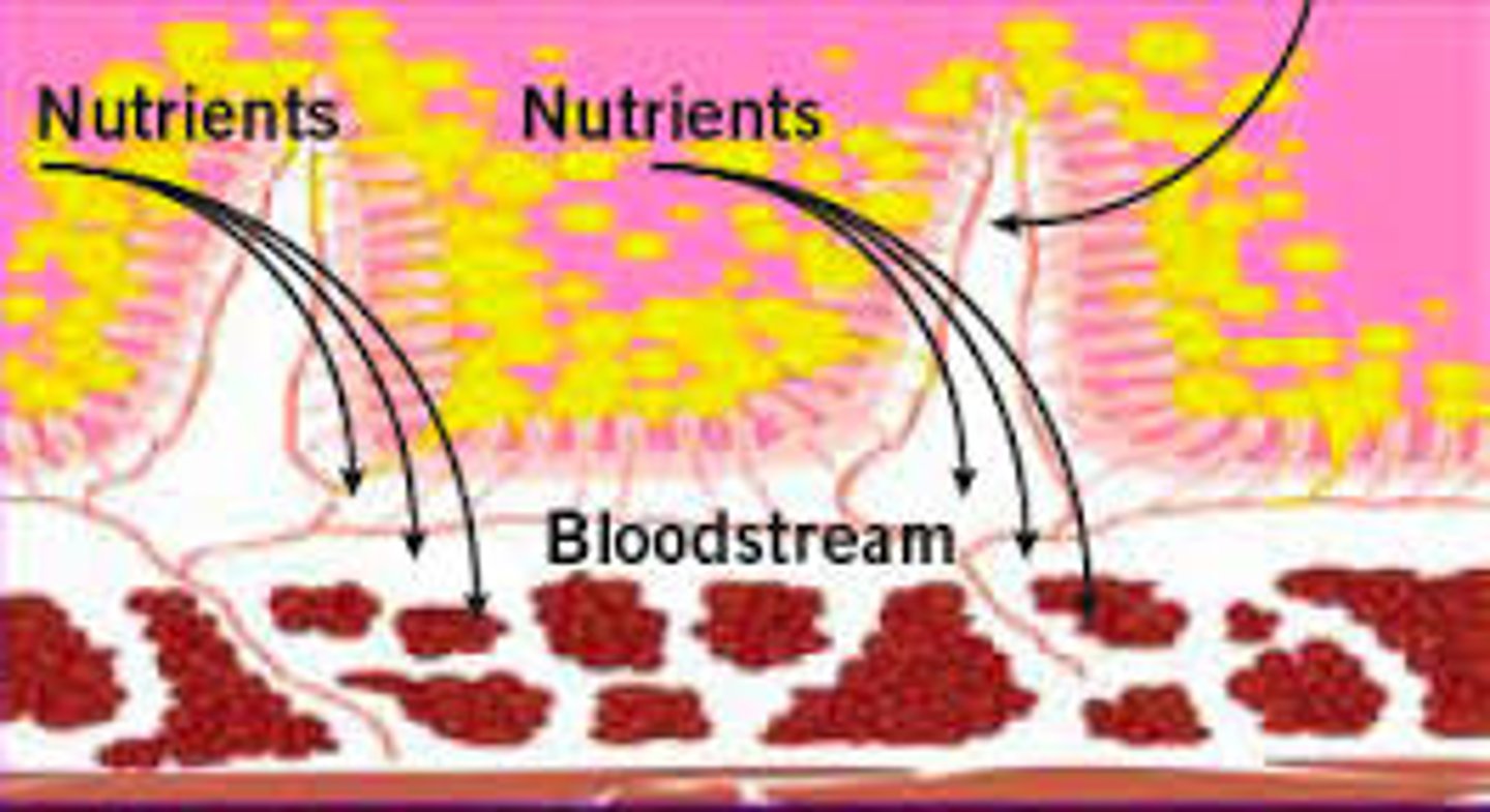 <p>the villi and microvilli in the small intestine absorb the food molecules, and into the blood</p>