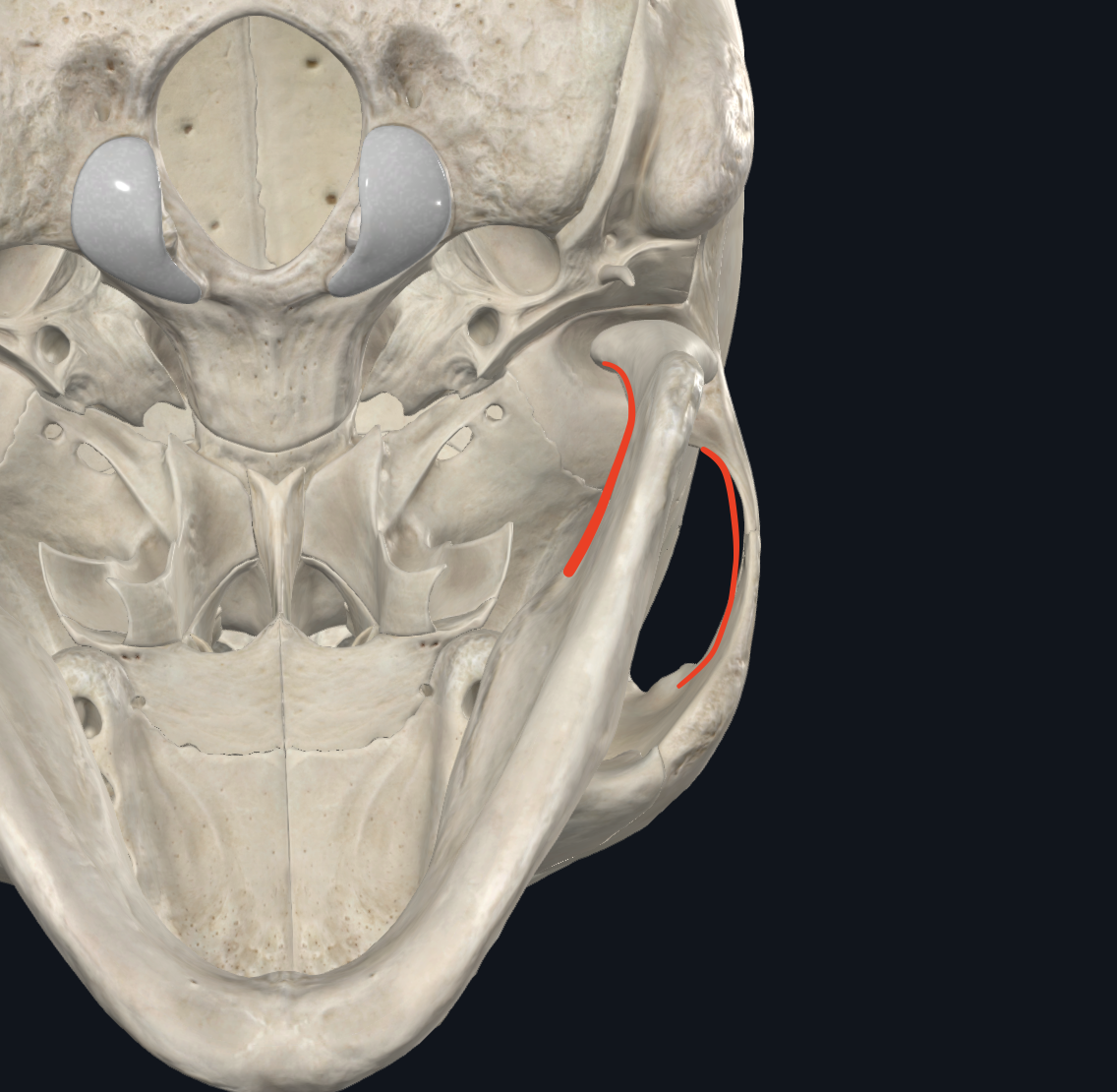 <ul><li><p>Límite de la fosa infratemporal o cigomática</p><ul><li><p>Cara interna del cigomático</p></li><li><p>Cara interna del maxilar inferior</p></li></ul></li></ul><p></p>