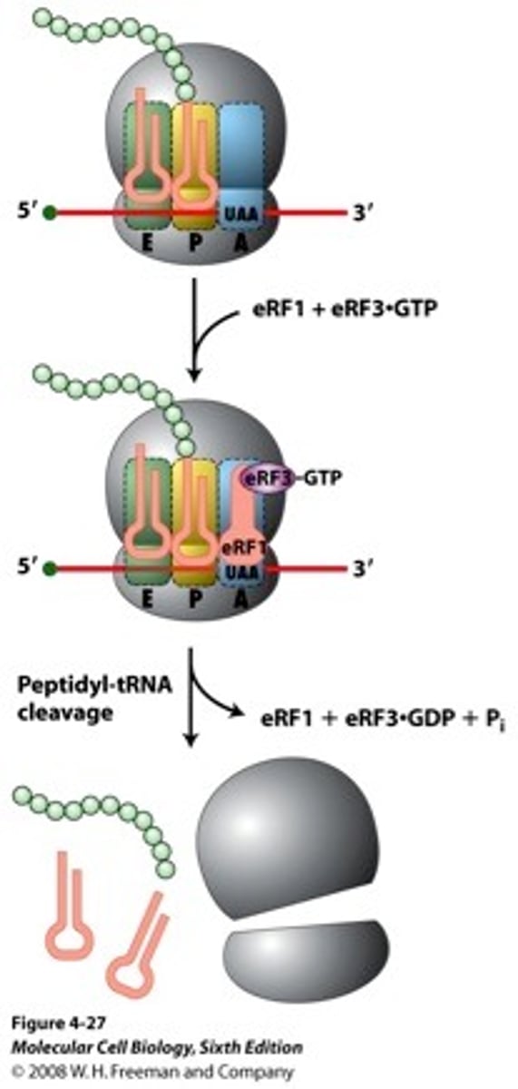 <p>in all eukaryotes; transcribes large rRNAs</p>