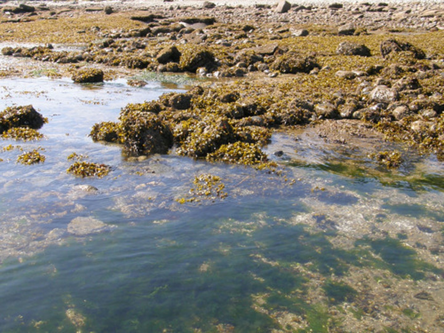 <p>area that is above water at low tide and</p><p>under water at high tide</p>