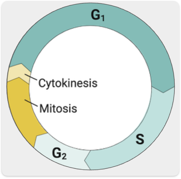<p>State what happens in each stage of the cell cycle</p>