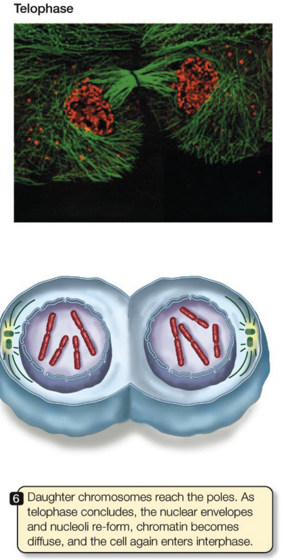 <ul><li><p>Spindle breaks down</p></li><li><p>Chromosomes decondense</p></li><li><p>Nucelus reforms</p></li></ul>