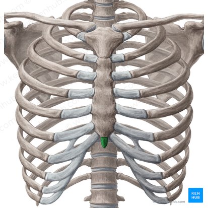 <p>lower, narrow portion of the sternum</p>