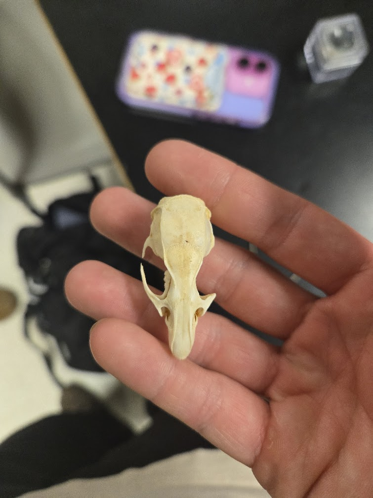 <p><span><span>▣ Dental Formula</span></span><br><span data-name="black_medium_square" data-type="emoji">◼</span><span><span> 1 0 0 3 = 16 teeth</span></span><br><span data-name="black_medium_square" data-type="emoji">◼</span><span><span> 1 0 0 3</span></span><br><span><span>▣ 3 cheek teeth</span></span><br><span><span>▣ Huge infraorbital foramen</span></span><br><span><span>▣ Parallel ridges that begin</span></span><br><span><span>at post orbital process and</span></span><br><span><span>extend to back of skull</span></span><br><span><span>▣ Long narrow incisive</span></span><br><span><span>foramen</span></span><br><span><span>▣ Skull is long and narrow</span></span></p>