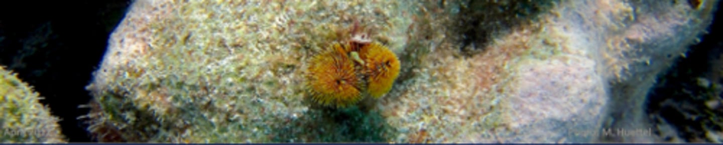 <p>echinodermata</p>