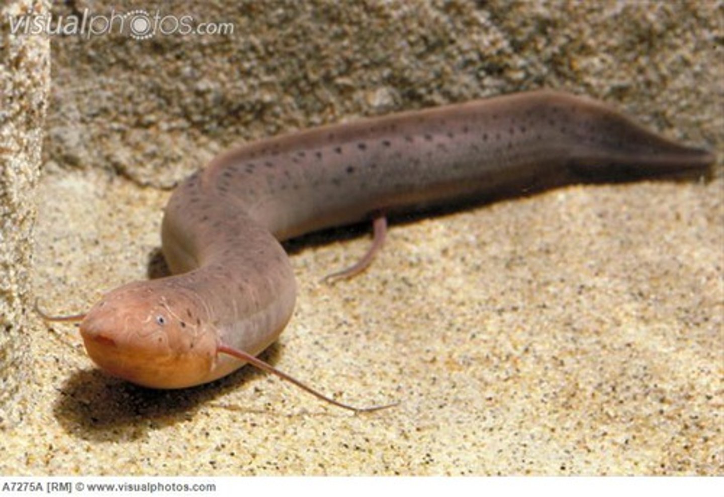 <p>African lungfish</p>