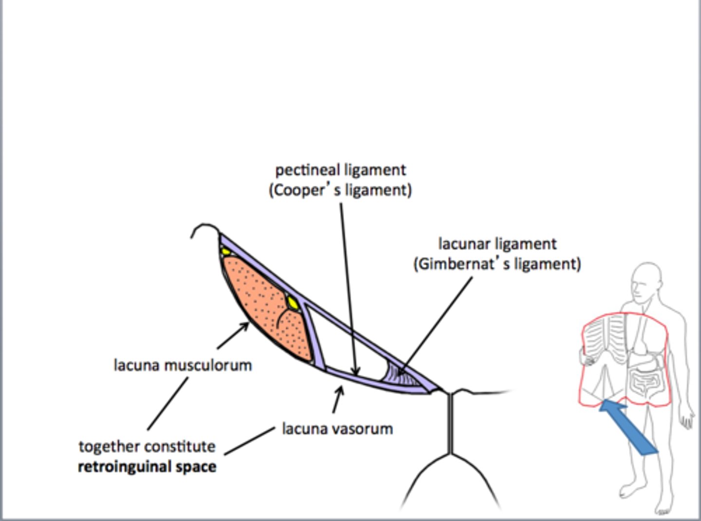 <p>lacuna musculo-nervosa</p><p>lacuna vasorum</p><p>lacuna lymphatica</p>