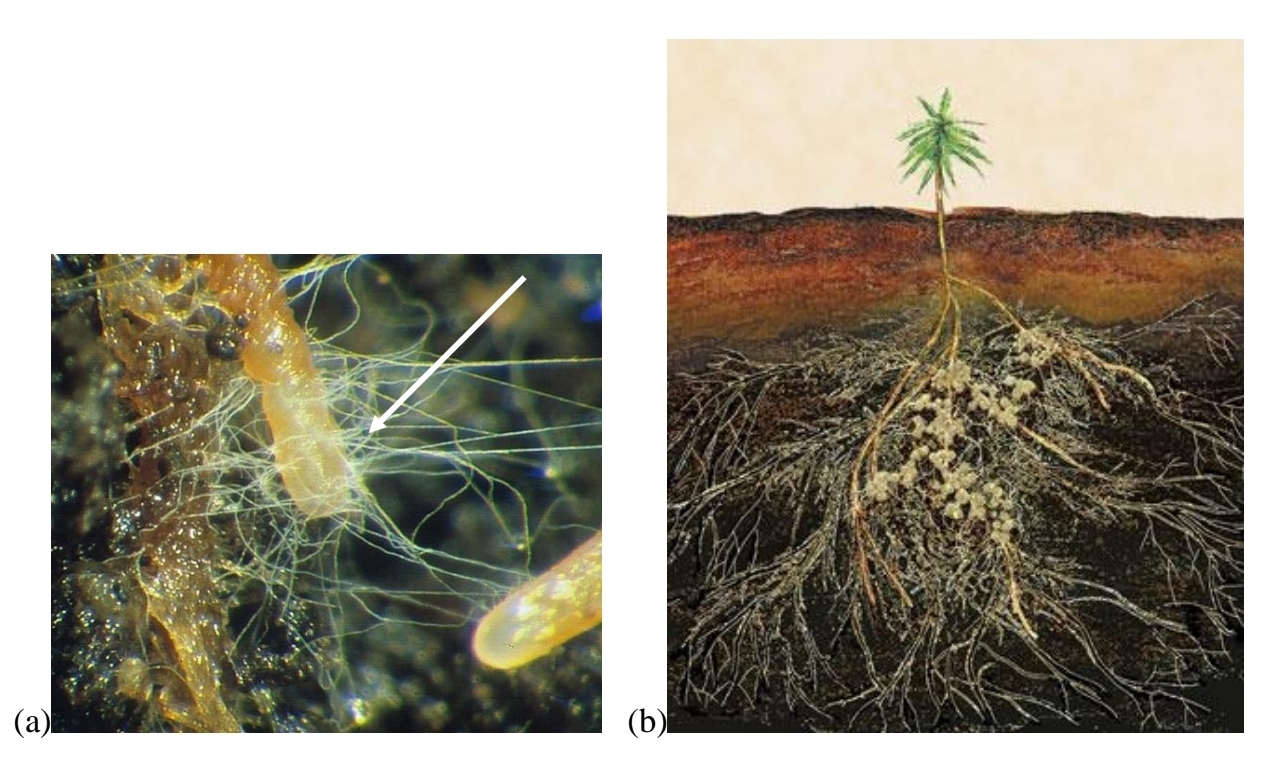 <p>mutualistic fungi - Mychorrhizal associations - Plants</p>