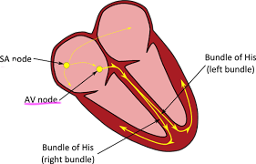 * The SA node located at the top wall of the right atria is stimulated by electrical impulses from the brain and causes both atria to contract.
* The __electrical impulse__ that caused this __moves to the AV__ __node__ in the __septum__, and this now causes the ventricles to contract.