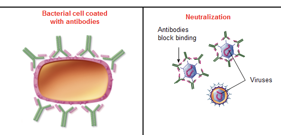 <ul><li><p>antibody react w/ surface molecules of bacteria/viruses → prevent them from attaching to surfaces or cell receptor</p></li><li><p>also can neutralize enzymes or toxin involved in disease pathogenesis</p></li></ul><p></p><p>ex. covid - vaccine create Ab attach to spike protein of covid</p><p>bacteria and virus needs to attach, without they can’t enter cell </p>