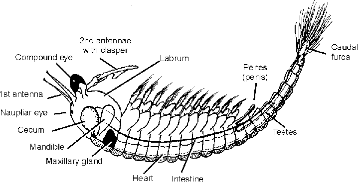 <p>class of fairy shrimp, brine shrimp, and bivalved shrimp </p><p>→ no abdominal appendages</p><p></p>