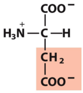 <p>Identify this amino acid</p>