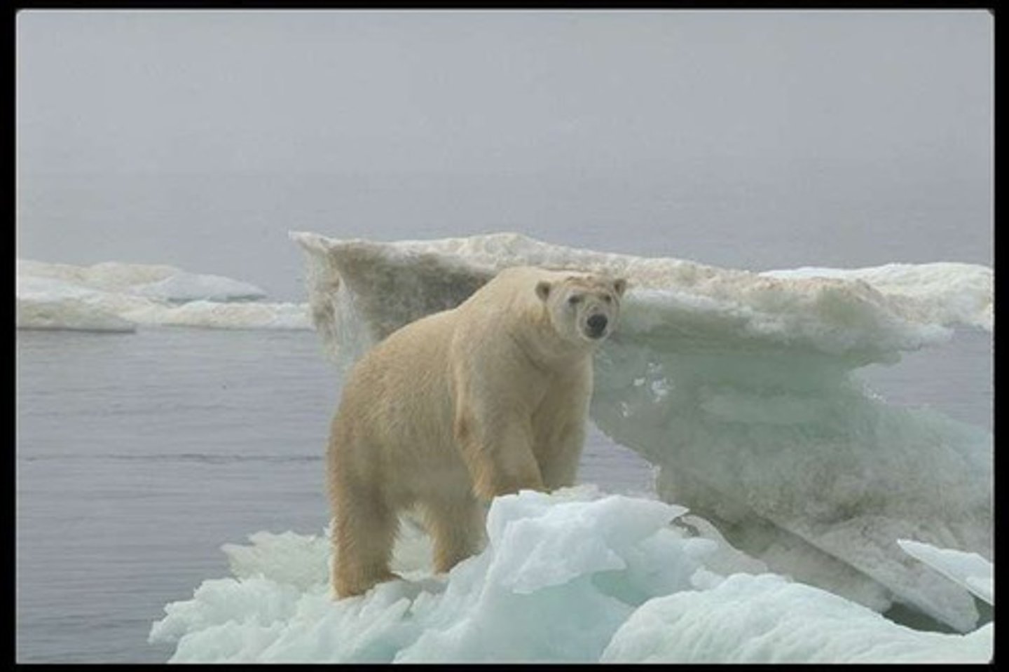 <p>Species: maritimus, Genus: Ursus, Family: Ursidae, Order: Carnivora, Class: Mammalia, Phylum: Chordata, Kingdom: Animalia.</p>