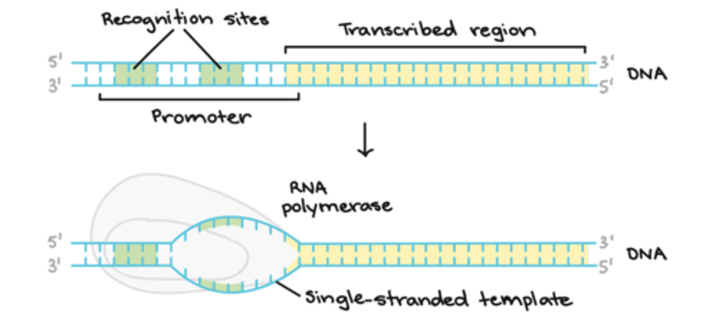 <p>Initiation:</p><p>When a gene is switched on, RNA polymerase binds to a region called the promoter, which is the spot on DNA that tells RNA polymerase where transcription should start. </p>