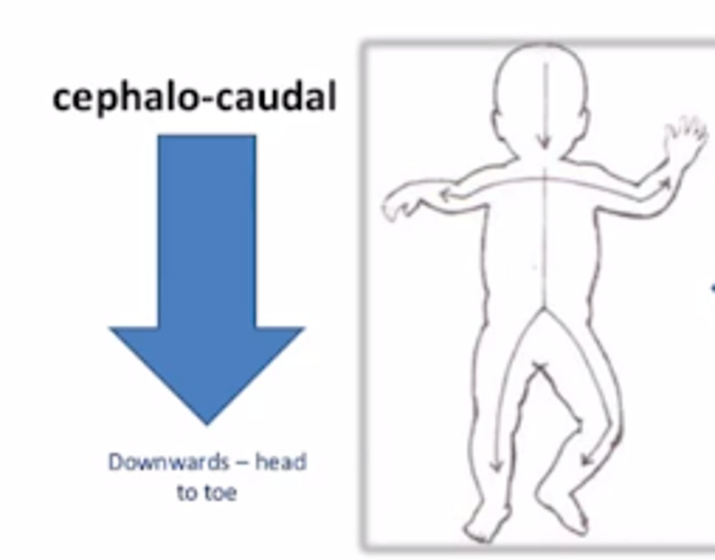 <p>Head to tail development. Ex: Hold head before sitting.</p>