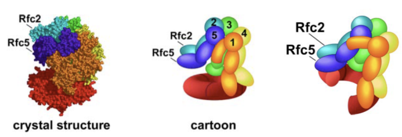 <ul><li><p>opens the PCNA ring like a spring washer</p></li></ul><p>→ kinda slides open</p>