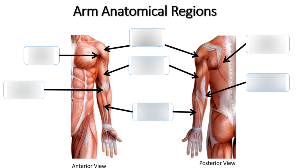 <p>whole arm</p>