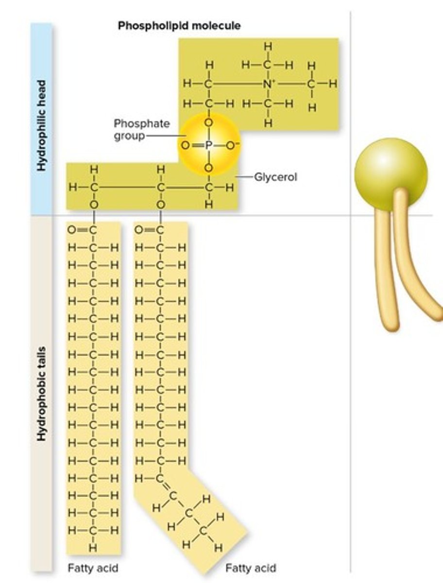 <p>Two fatty acids<br>Phosphate group<br>Glycerol<br>Choline</p>