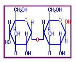 <p>Maltose</p><p></p>