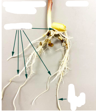 <p>Is this a fibrous or taproot system</p>