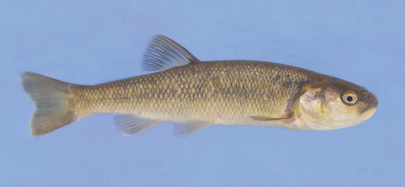 <p>Common name? Family? </p>