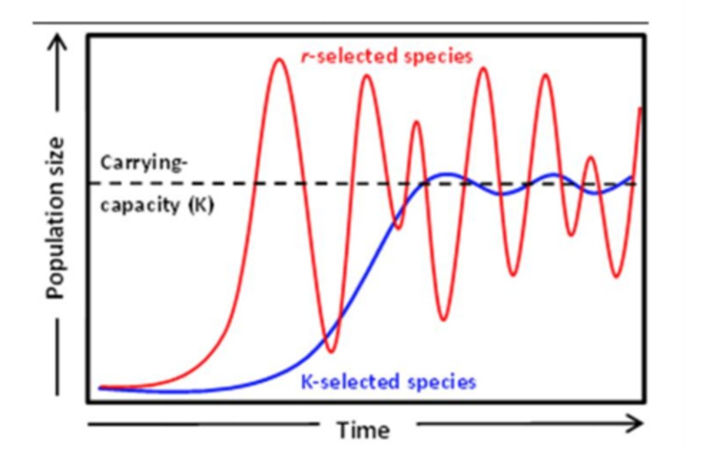 <p>a species with a low intrinsic growth rate that causes the population to increase slowly until it reaches carrying capacity</p>