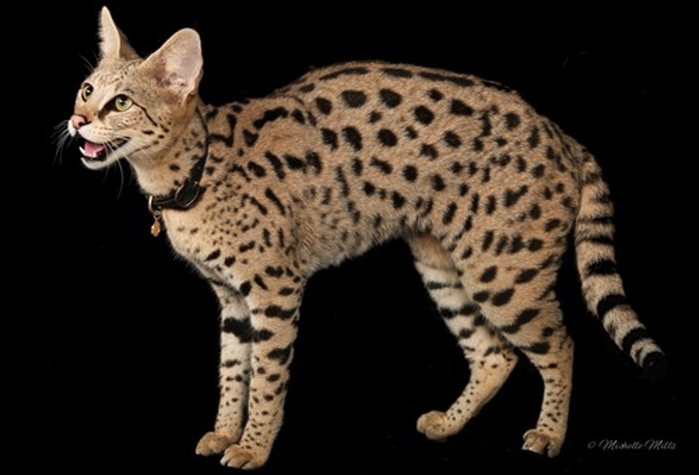 <p>De combinatie en hybride rassen</p><p>Cheetah tears</p><p>ocelli = witte ookgvlekken achterkant oren</p>