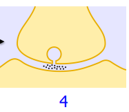 <ul><li><p>Neurotransmitter then flows into the synaptic cleft where it is available to bind to receptors on the post-synaptic membrane</p></li></ul><p></p>