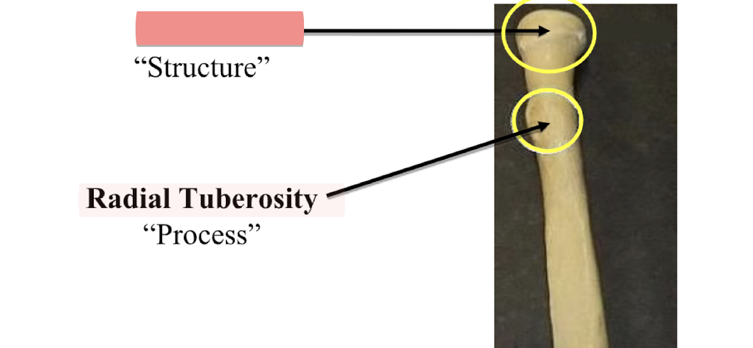 <p>Radial Tuberosity</p>