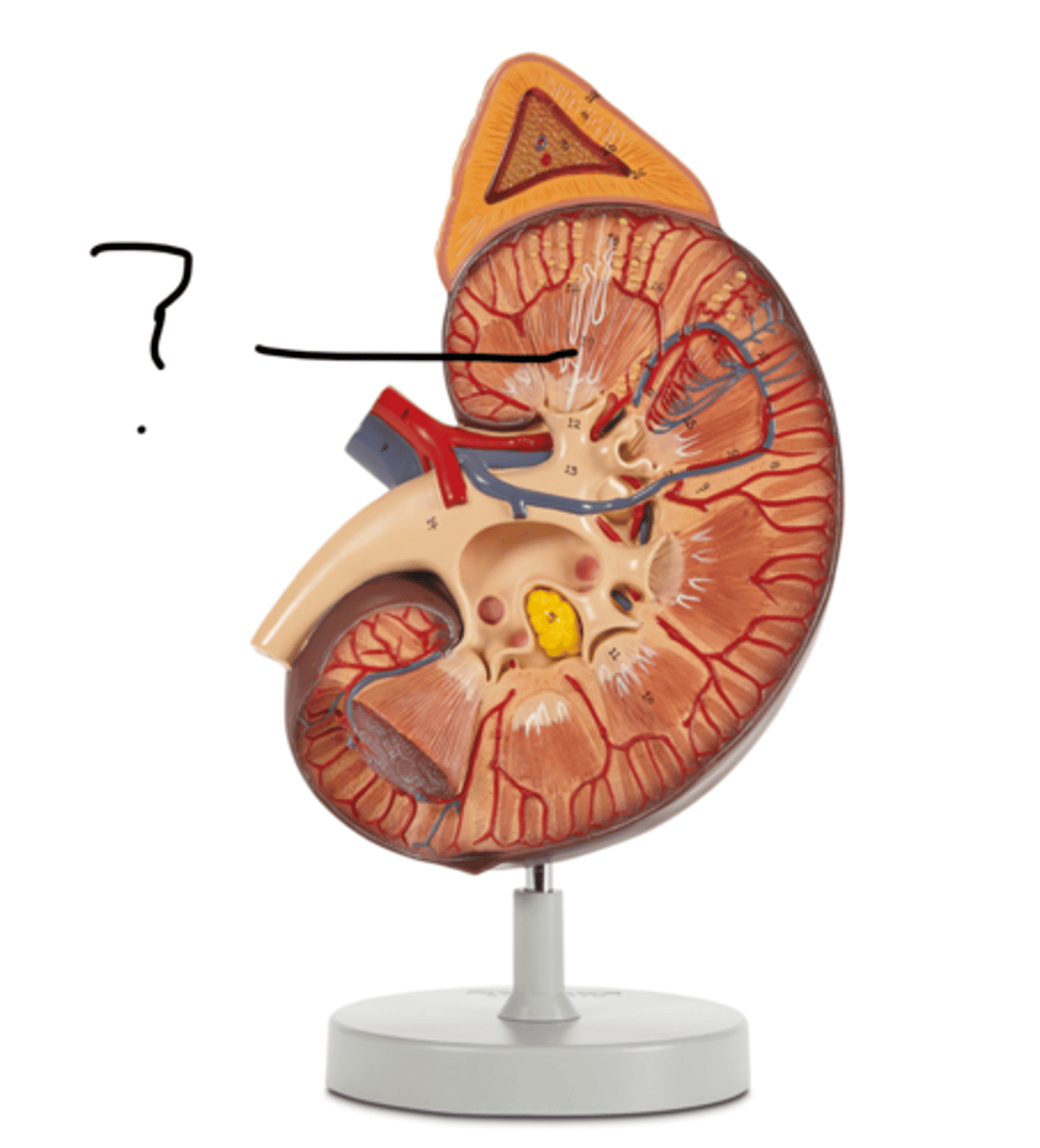 <p>Name this segment</p>