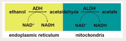 <p>Two Oxidative Steps involved:</p><p>• Dehydrogenation (Oxidation) from Alcohol to Acetaldehyde (Alcohol Dehydrogenase)</p><p>• Second Oxidative Step: Acetaldehyde → Acetate (Aldehyde Dehydrogenase)</p><p>• Acetate then released to blood for subsequent oxidation to CO2 by other tissues</p>