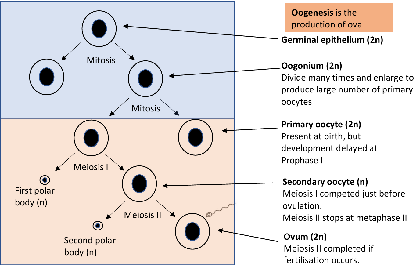 <p>Meiosis II is completed, making an ovum containing most of the cytoplasm. The other product of meiosis II is the second polar body</p>