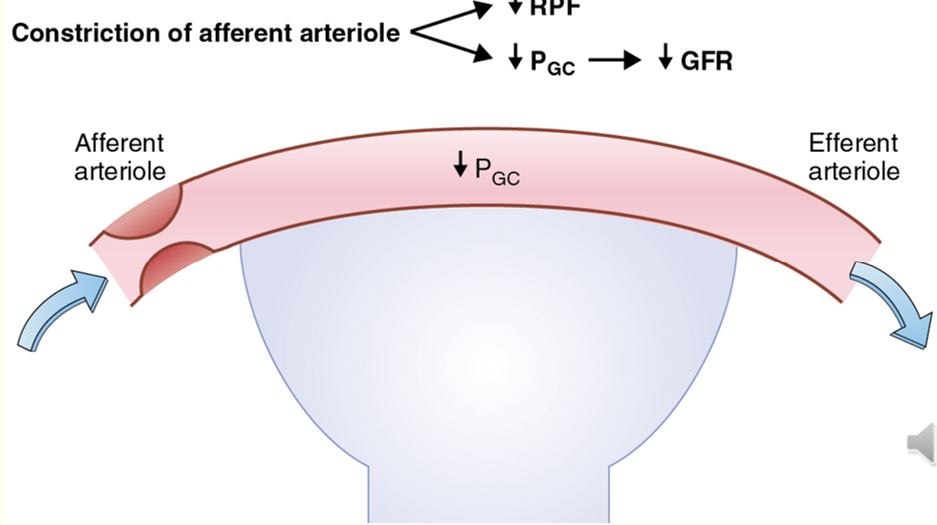 <ul><li><p>presenc/absence of vasoactive substances all have an effect on P<sub>G </sub>and therefore GFR</p></li><li><p>e.g:</p><ul><li><p>angiotensin II preferentially constricts EA: therefore increasing P<sub>G</sub></p></li><li><p>prostaglandins and artial natriuretic peptide (ANP) vasodilate AA: therefore increasing P<sub>G</sub></p></li><li><p>noradrenaline, adrenosine and endothelin vasoconstrict AA: therefore reducing P<sub>G</sub></p></li></ul></li></ul><p></p>