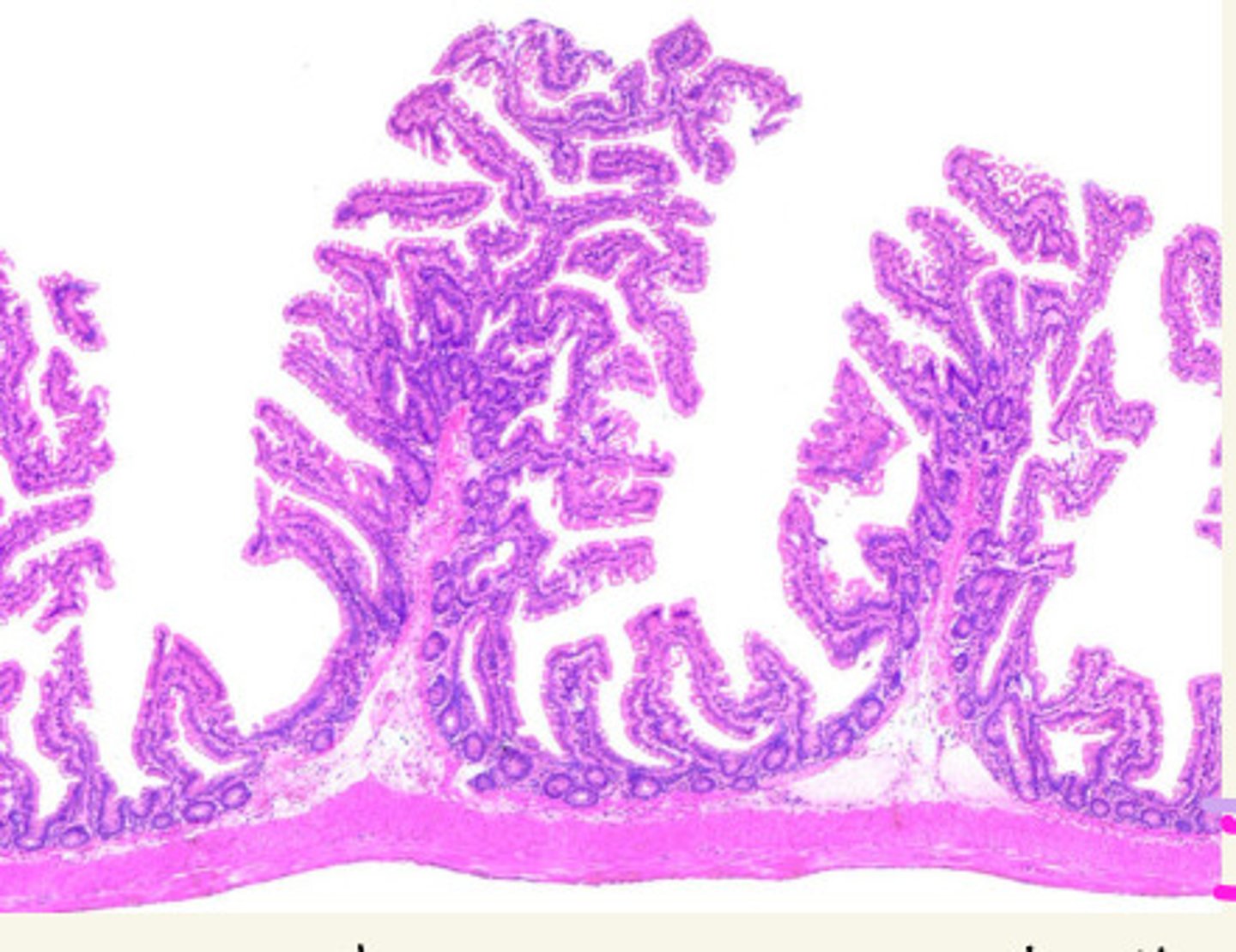 <p>ID the Histology</p>