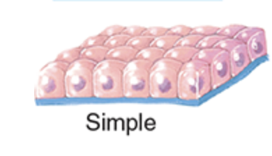 <p>a single layer of cells that functions in diffusion, osmosis, filtration, secretion or absorption. </p>