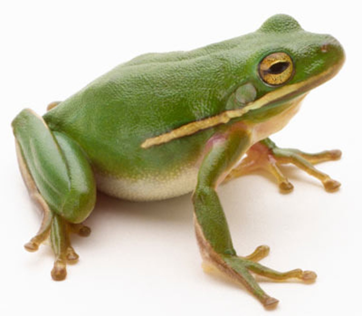 <p>amphibians without tails (tailed larvae = tadpoles); large hind legs</p><p>Ex: frogs &amp; toads</p>