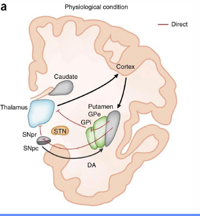 <p>• Cortical activation activates inhibitory projections to the substantia nigra SNpr and the internal globus pallidus (GPi) </p><p>• This inhibition of the SNpr and GPi leads to a disinhibition of the thalamic glutamatergic neurons. </p><p>Resulting in locomotor activation/movement.</p>