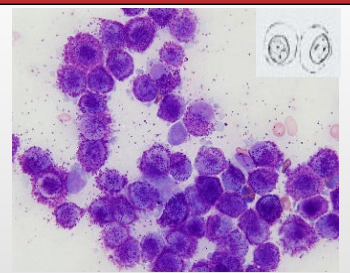 <p>Types of Tissue Cells - Round cells</p><p>Describe shape?</p><p>Cellularity of slides?</p><p>Distribution on slide?</p>