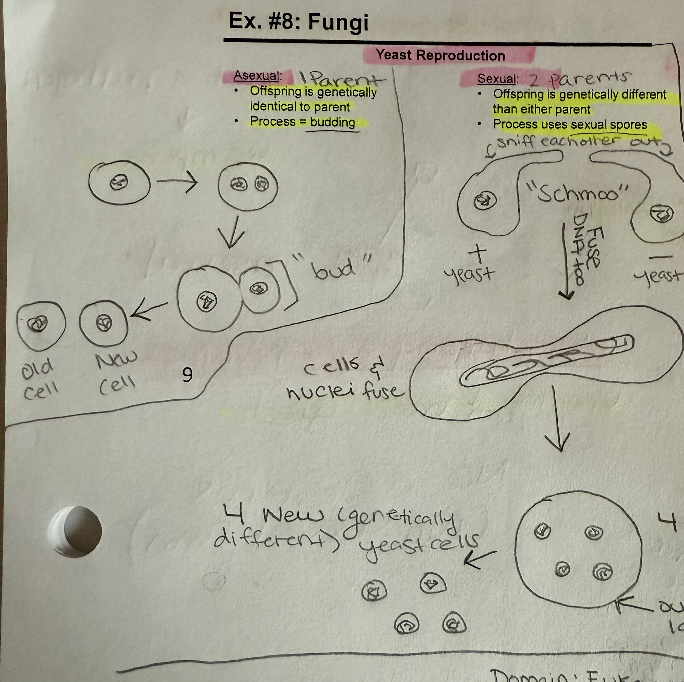 <p>Asexual (1 parent) - offspring is genetically identical to parent</p><p>Process - budding</p><p>Sexual (2 parents) - offspring is genetically different than either parent</p><p>Process - uses sexual spores</p>