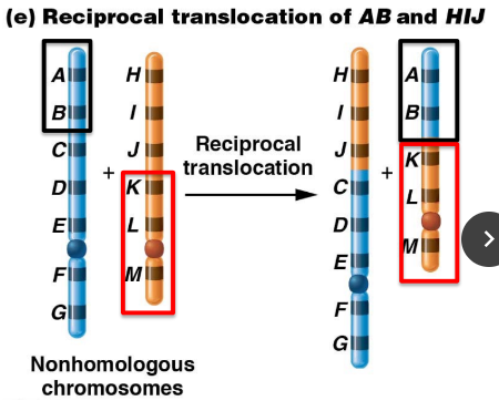 exchange of segments between two non homologous chromosomes