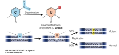 <p>Permanent changes in DNA that occur without any outside influence.</p><p>EX: Through deamination (removal of a NH<sub>2</sub> amino group) of cytosine base which results in the formation of uracil. If not repaired, in DNA replication DNA polymerase will recognise it as thymine and the mutation will be passed on</p><p>Ex: Transposons (DNA element containing sequence) are able to move positions in the genome. Replicative transposition is where a transposon replicates and inserts itself into a new part of the genome - if it is in a part of a gene, it could disrupt protein encoding sequence</p>