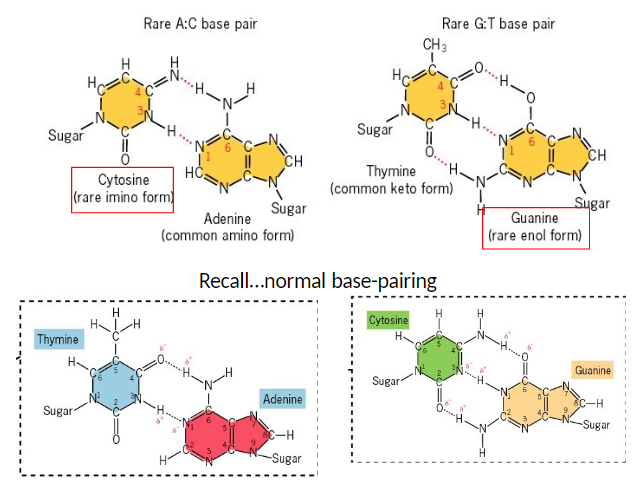<p><strong>Effect on Base Pairing</strong><br> Can generate rare A:C and G:T base pairs during DNA replication</p><p><strong>Mechanism</strong><br> Occurs when bases adopt their rare enol or imino forms</p>