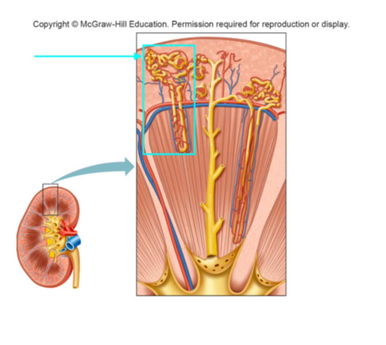 <p>What structure of the kidneys is the blue arrow pointing at?</p>